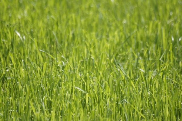 f:id:goldhead:20110509124900j:image