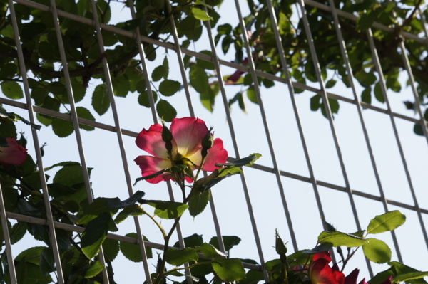 f:id:goldhead:20110509124913j:image