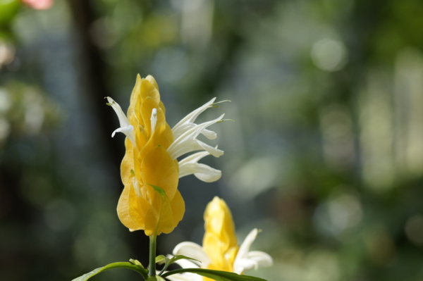 f:id:goldhead:20110518010105j:image f:id:goldhead:20110518010105j:image