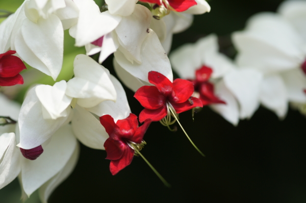 f:id:goldhead:20110518010107j:image f:id:goldhead:20110518010107j:image