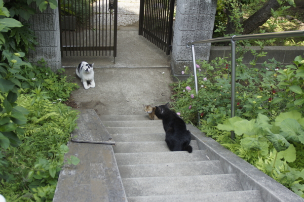 f:id:goldhead:20110523001138j:image f:id:goldhead:20110523001138j:image