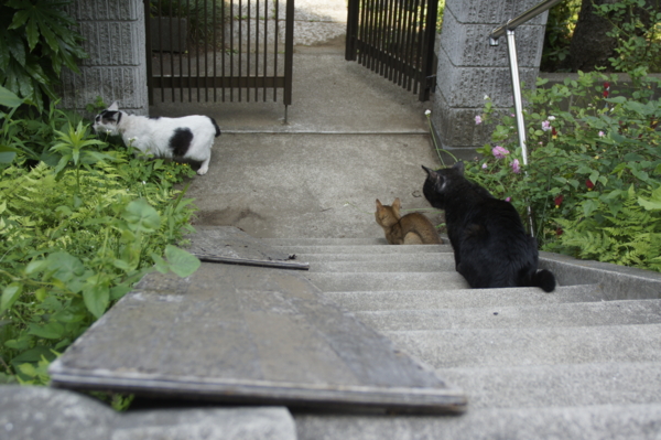 f:id:goldhead:20110523001139j:image f:id:goldhead:20110523001139j:image