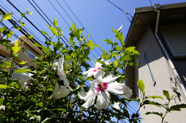 f:id:goldhead:20110711004209j:image f:id:goldhead:20110711004209j:image