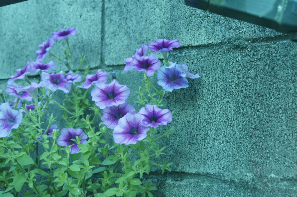 f:id:goldhead:20110717232409j:image