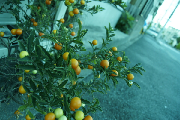 f:id:goldhead:20110717232417j:image
