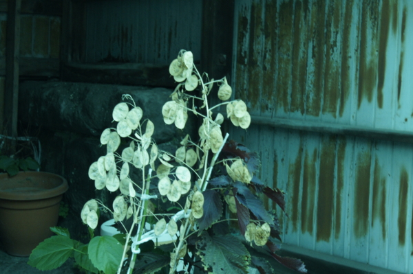 f:id:goldhead:20110717232422j:image