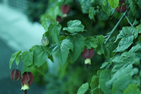 f:id:goldhead:20110717232423j:image