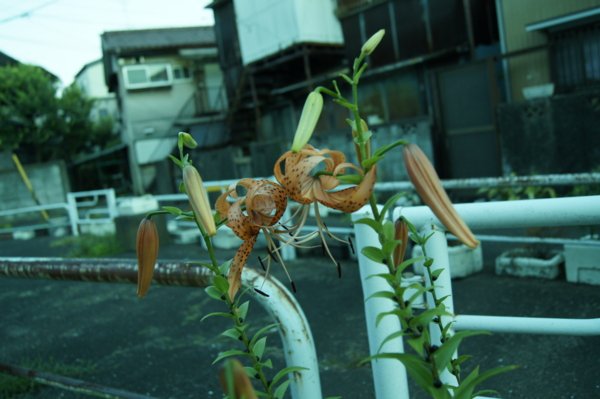f:id:goldhead:20110717232434j:image