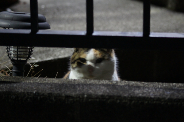 f:id:goldhead:20111211011630j:image