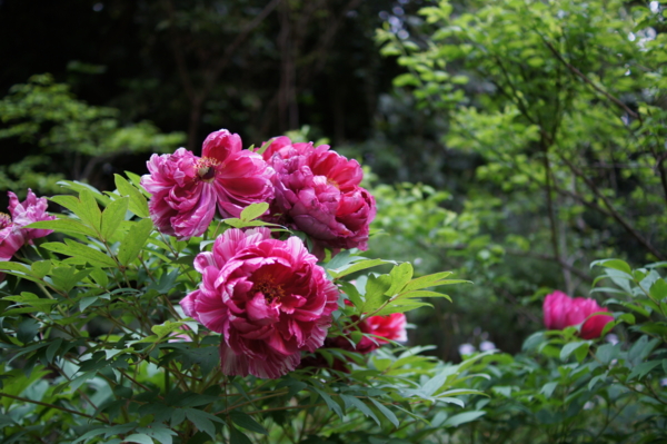 f:id:goldhead:20120430213645j:image f:id:goldhead:20120430213645j:image