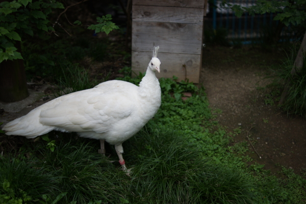 f:id:goldhead:20120430213646j:image f:id:goldhead:20120430213646j:image