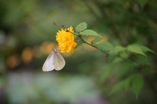 f:id:goldhead:20120430213650j:image f:id:goldhead:20120430213650j:image
