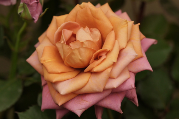 f:id:goldhead:20120513172855j:image