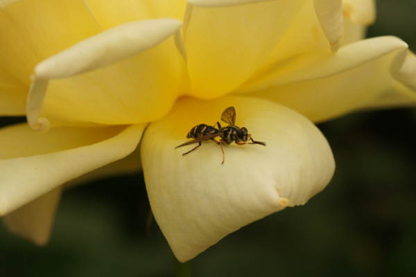 f:id:goldhead:20120513172857j:image