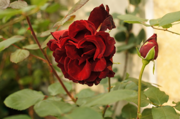 f:id:goldhead:20120513172902j:image