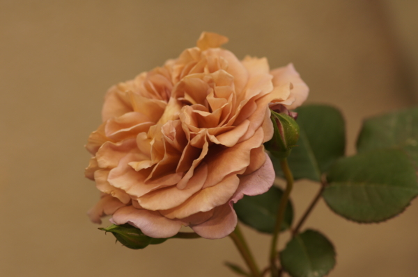 f:id:goldhead:20120513175054j:image