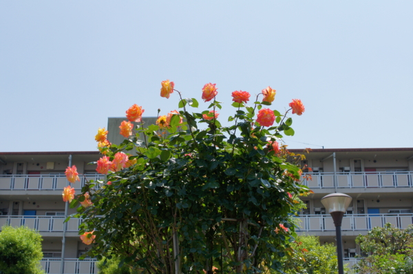 f:id:goldhead:20120519224342j:image f:id:goldhead:20120519224342j:image