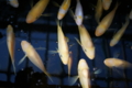 20120519224355