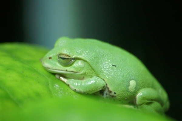 f:id:goldhead:20120901204049j:plain