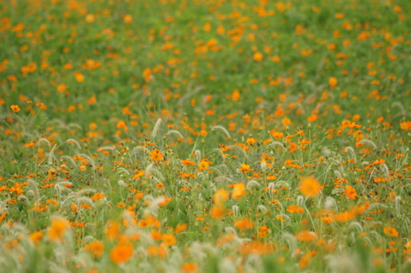 f:id:goldhead:20120901204050j:image