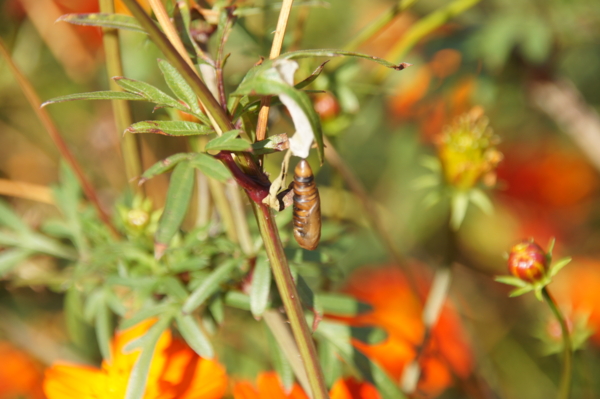 f:id:goldhead:20121013230539j:image f:id:goldhead:20121013230539j:image