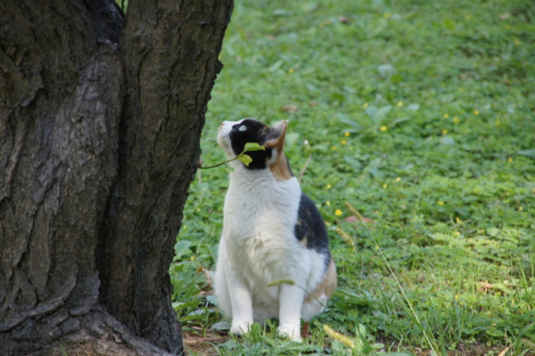 f:id:goldhead:20121013230541j:image f:id:goldhead:20121013230541j:image