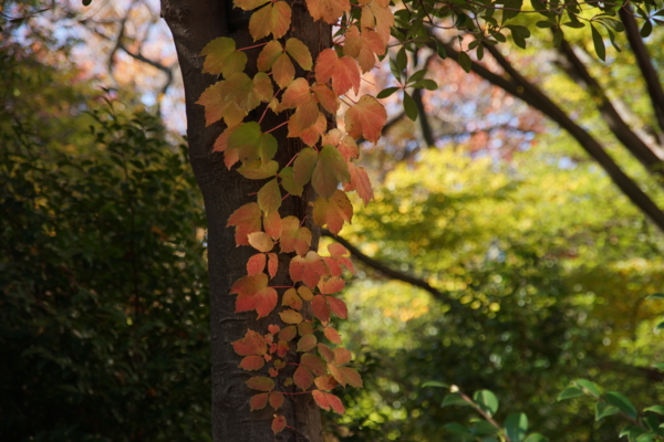 f:id:goldhead:20121118175611j:image