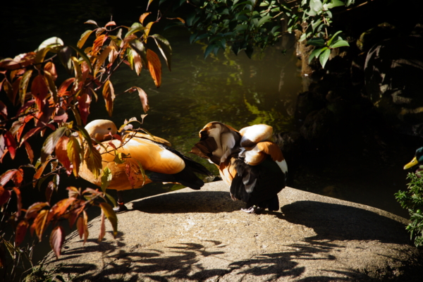 f:id:goldhead:20121118175619j:image