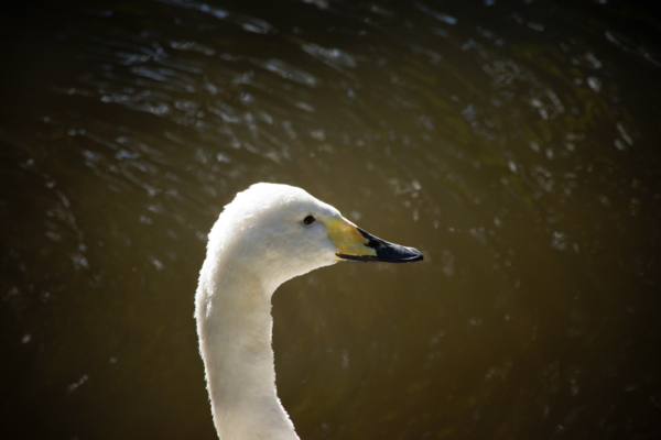 f:id:goldhead:20121118175620j:image