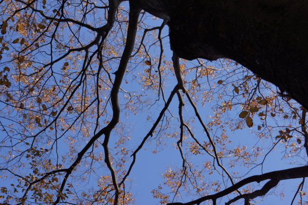 f:id:goldhead:20121125214514j:image