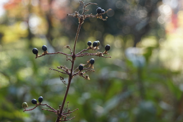 f:id:goldhead:20121125214515j:image