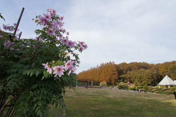 f:id:goldhead:20121125214520j:image