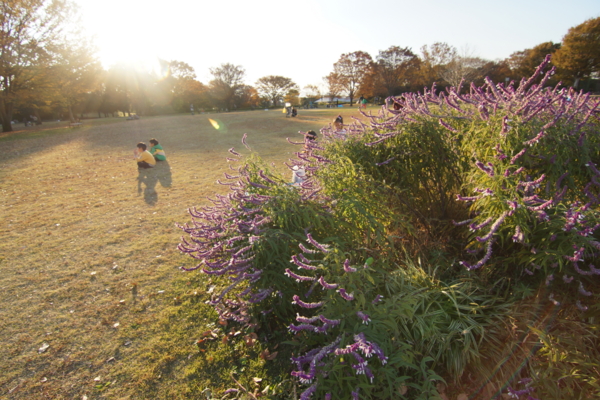 f:id:goldhead:20121125214524j:image