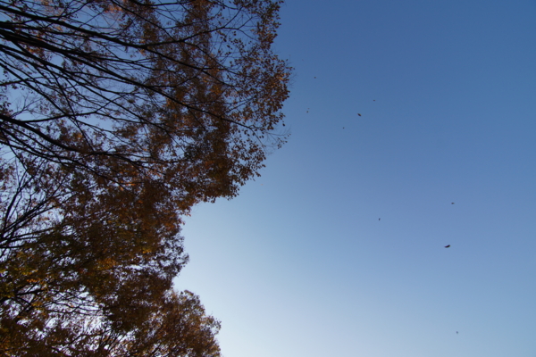 f:id:goldhead:20121125214525j:image