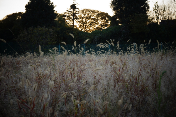 f:id:goldhead:20121125214531j:image