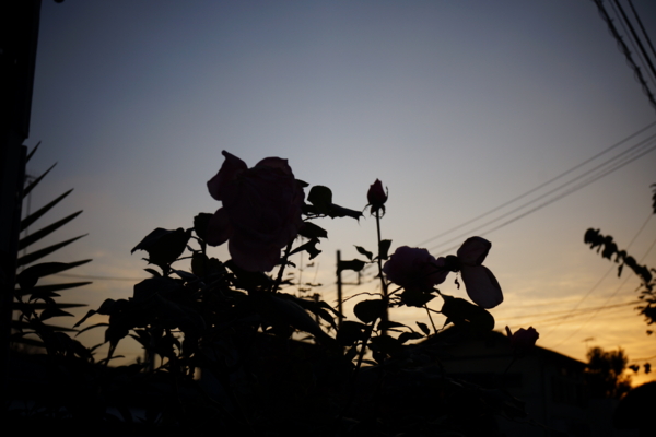f:id:goldhead:20121125214533j:image