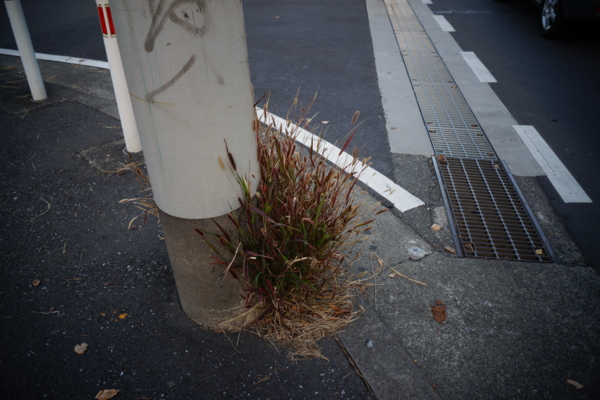 f:id:goldhead:20121125214534j:image