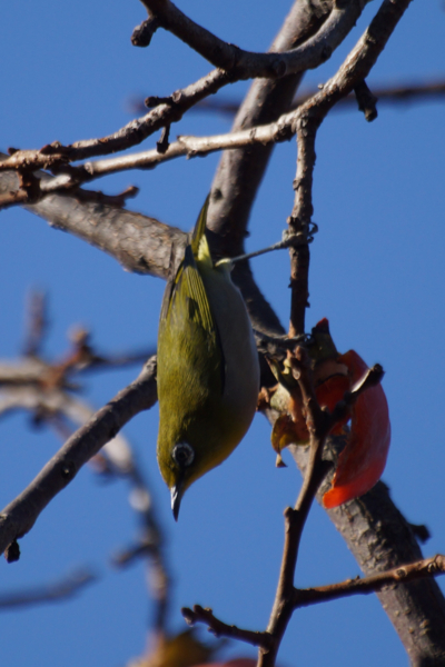 f:id:goldhead:20121206125000j:image f:id:goldhead:20121206125000j:image