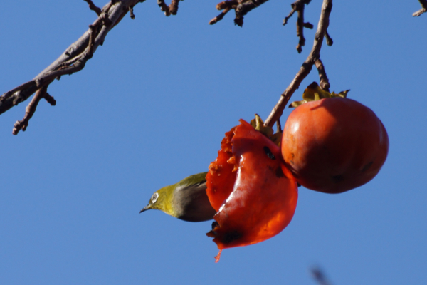 f:id:goldhead:20121206125002j:image f:id:goldhead:20121206125002j:image