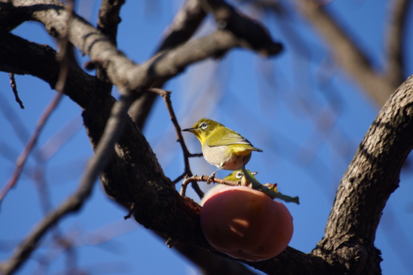 f:id:goldhead:20121206193639j:image f:id:goldhead:20121206193639j:image
