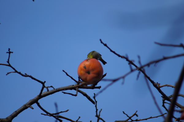 f:id:goldhead:20121207231203j:image