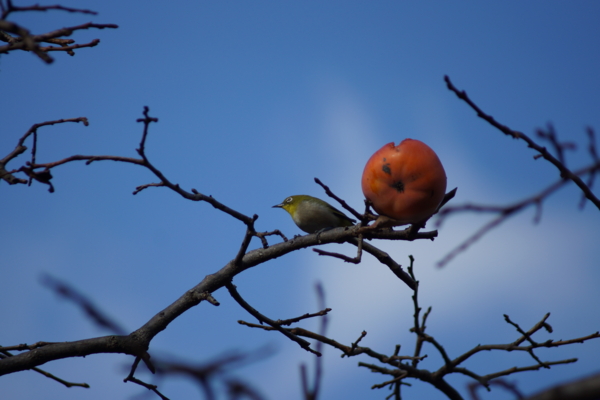 f:id:goldhead:20121207231204j:image