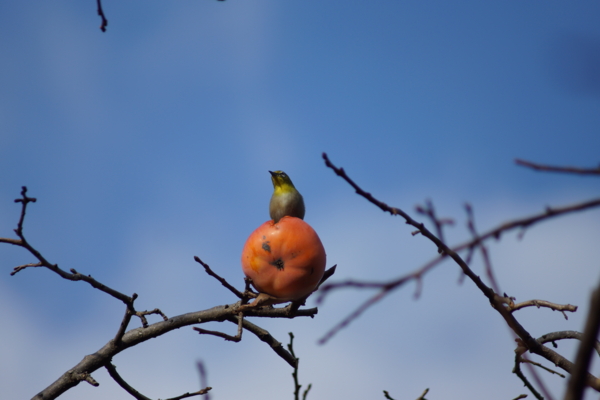 f:id:goldhead:20121207231205j:image