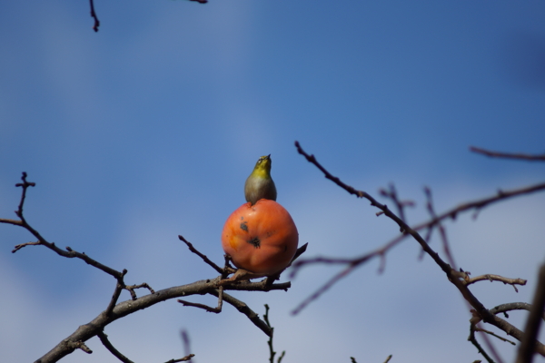 f:id:goldhead:20121207231206j:image