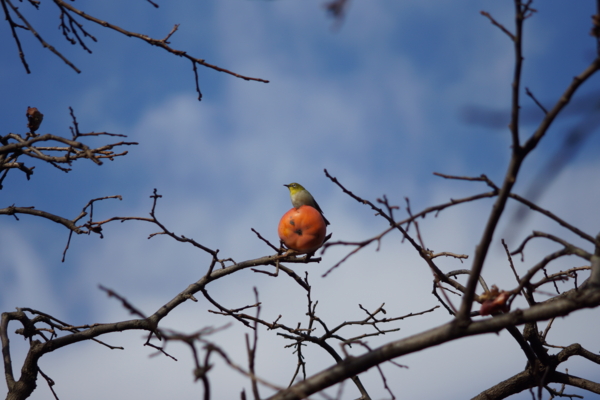 f:id:goldhead:20121207231207j:image