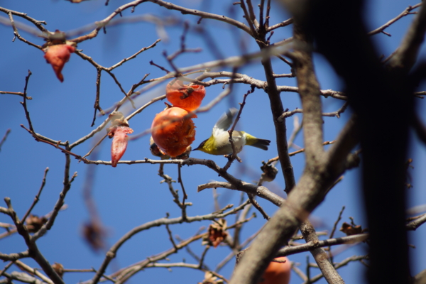 f:id:goldhead:20121207231208j:image