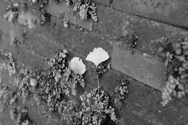 f:id:goldhead:20121216222938j:image