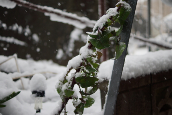 f:id:goldhead:20130114164508j:image