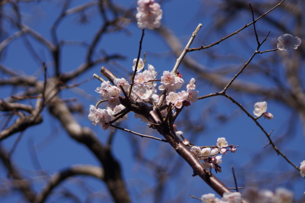 f:id:goldhead:20130306130040j:image:w400