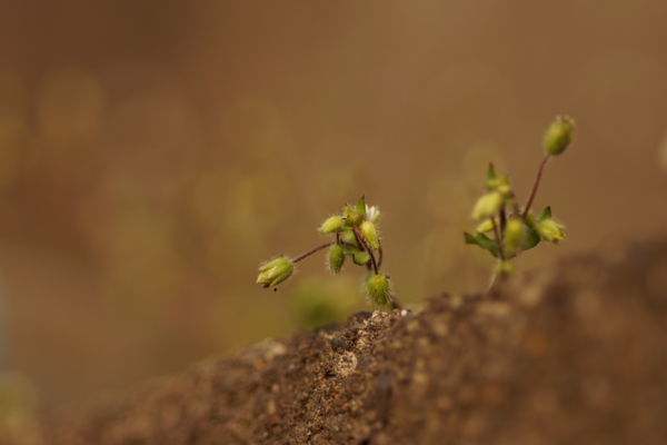 f:id:goldhead:20130317223828j:image f:id:goldhead:20130317223828j:image